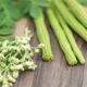 The Nutritional Value of Drumstick (Sahjan) and Its Importance in Your Diet